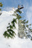 686 Mens Snow Jacket Hydra Thermagraph