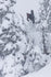 686 Mens Snow Jacket GORE-TEX 3L ATV Thermagraph