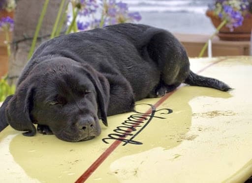 Hansen’s Loves Dogs
