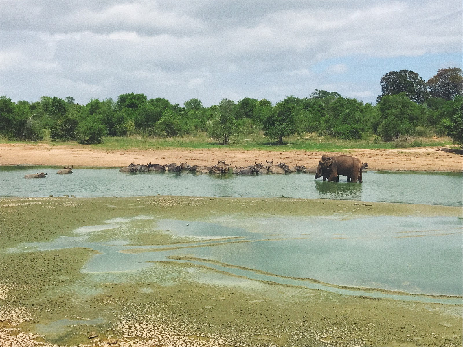 Surf AND Safari